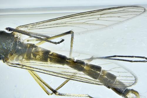 Aedes rusticus